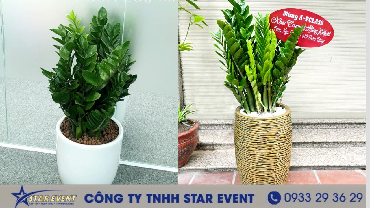 Chậu cây kim tiền ( Nguồn ảnh_ vườn cây xinh)